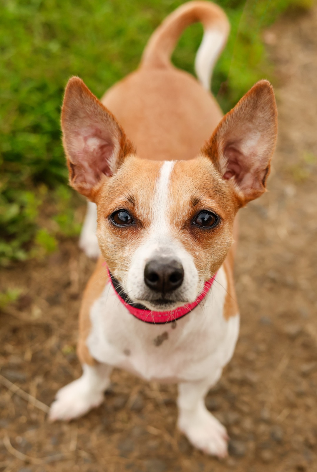 Pets & Animals photography by LeAnn Kay — photo 2
